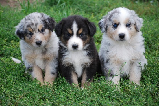 border collie babies