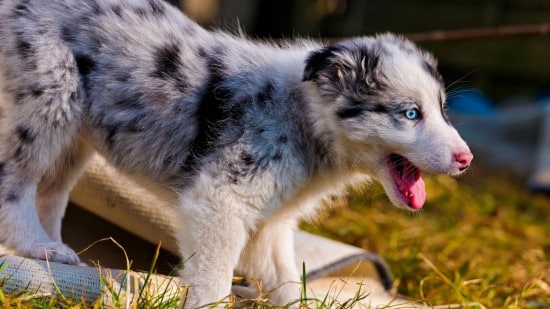 Australian-Shepherd-Little-Puppy-Playing