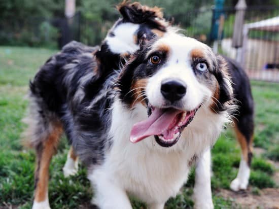 Australian-Shepherd-Playing-With-My-Friend