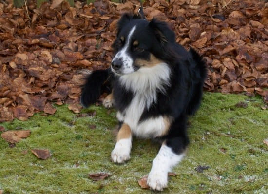 Australian-Shepherd-Tired