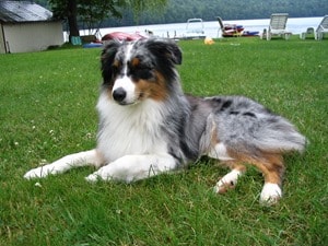 Australian-Shepherd