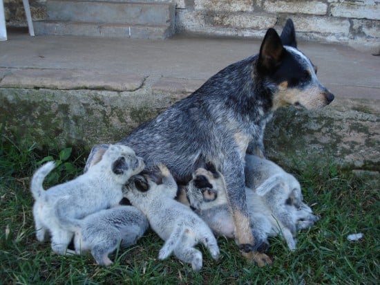 Australian-Stumpy-Tail-Cattle-Dog-Big-Family