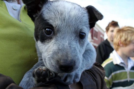 Australian-Stumpy-Tail-Cattle-Dog-Curious-Puppy