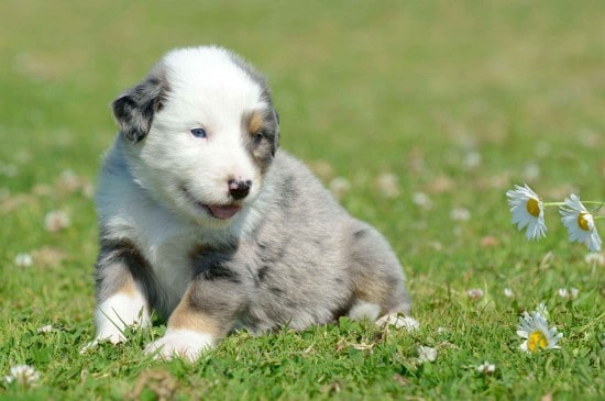 Australian-Stumpy-Tail-Cattle-Dog-Little-Puppy