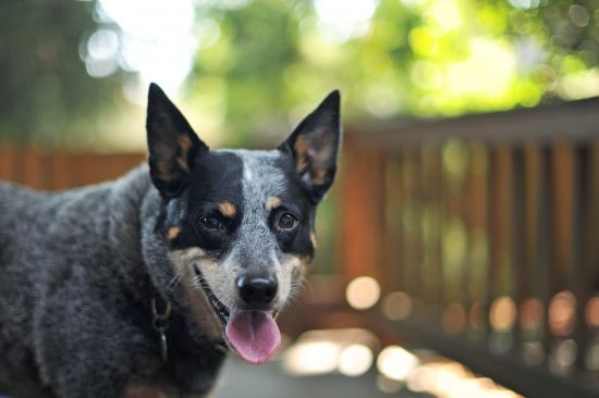 Australian-Stumpy-Tail-Cattle-Dog-Thirsty