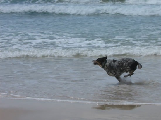 Australian-Stumpy-Tail-Cattle-Dog-Time-To-Run