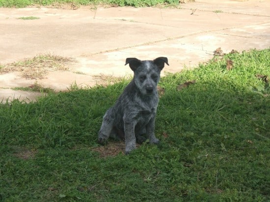 Australian-Stumpy-Tail-Cattle-Dog-Tired-Little-Puppy