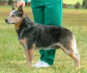 Australian-Stumpy-Tail-Cattle-Dog