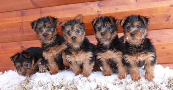 Australian-Terrier-Big-Family-Photo