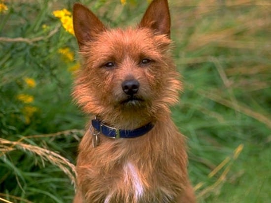 australian terrier sitting