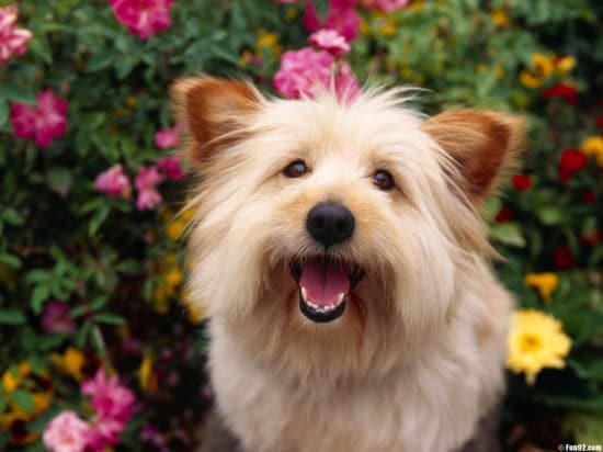 Australian-Terrier-Happy