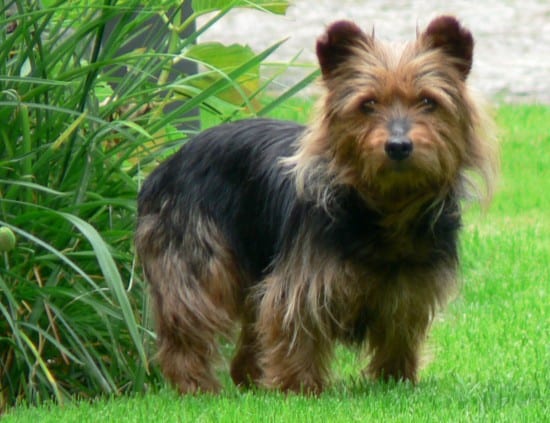 Australian-Terrier-Listening