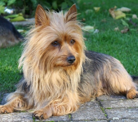 Australian-Terrier-Sad