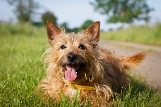 Australian-Terrier-Tired