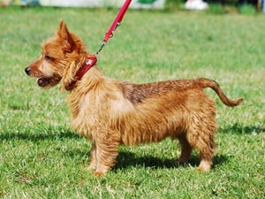 Australian-Terrier