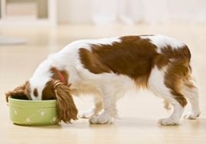 Dog-Food-Fiber