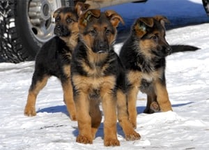 GSD-Puppies