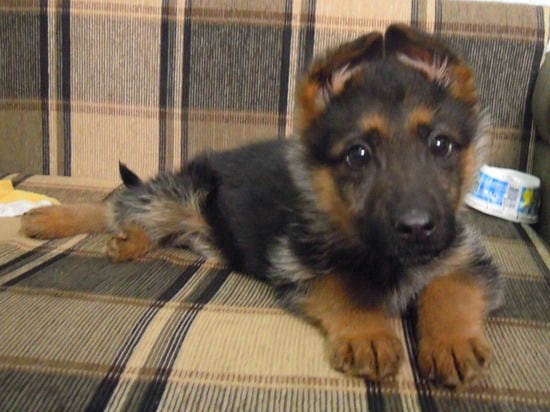 Spock-german-shepherd-11-weeks