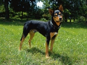 australian-kelpie