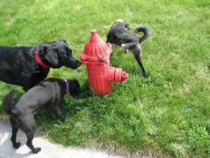 fire-hydrant