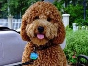 Brown Mini Goldendoodle