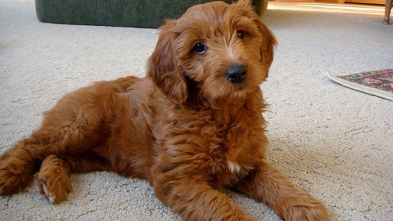 Brown-Puppy-Goldendoodle