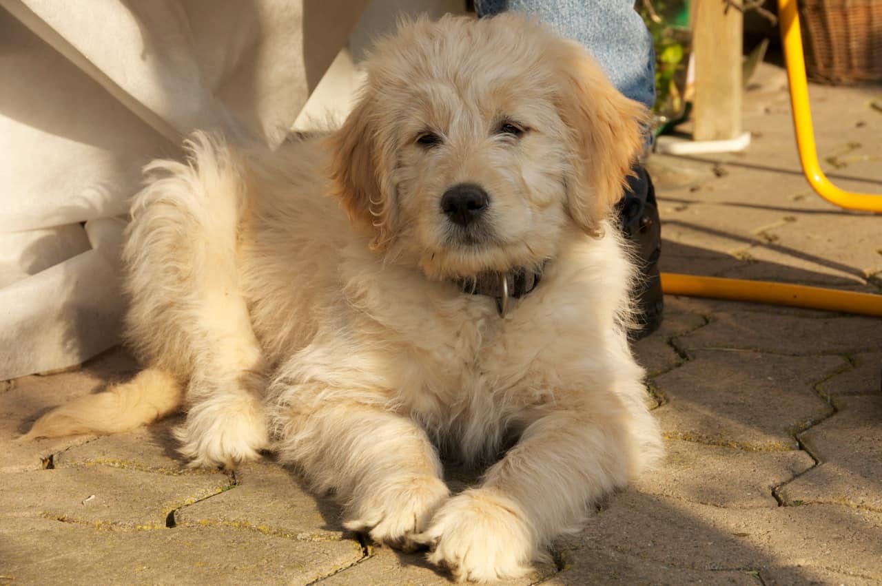 goldendoodle golden retriever mix for sale