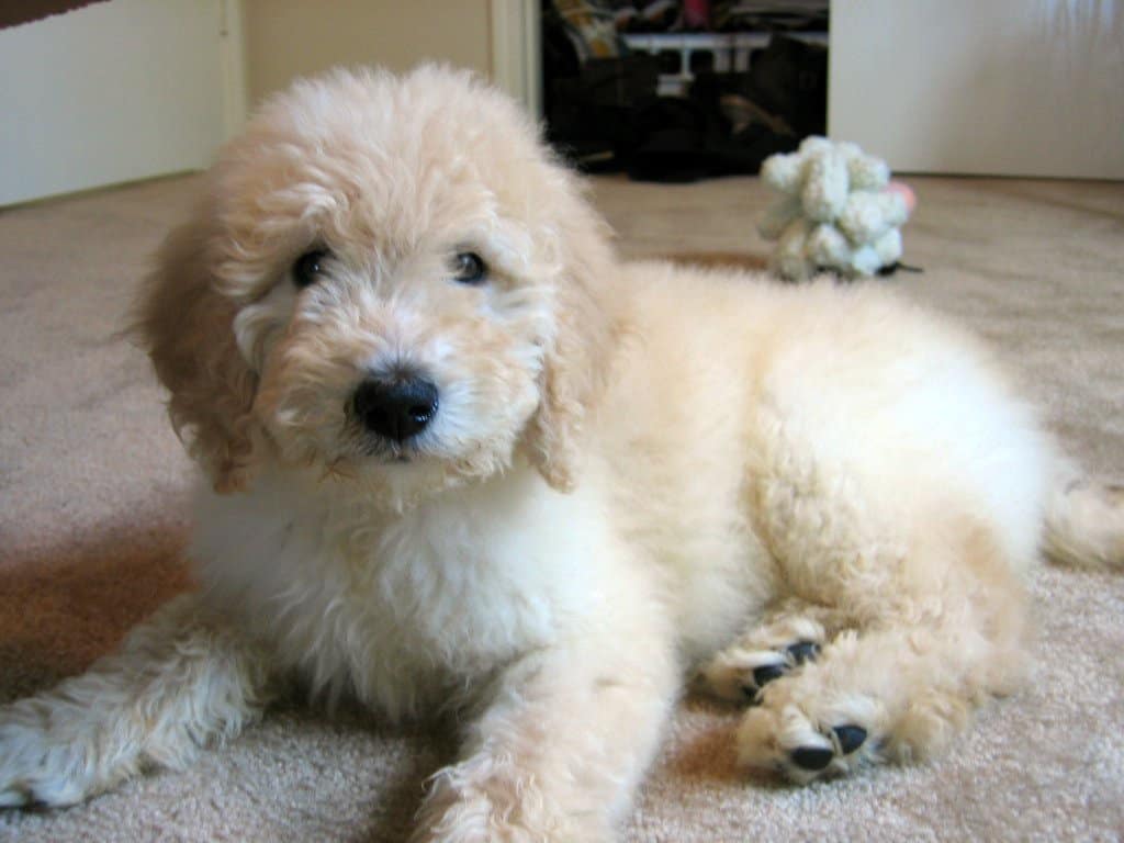 Goldendoodle, a Golden Retriever Poodle Mix - GolDen LabraDor 4