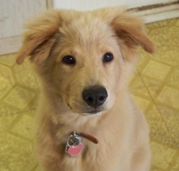 chow chow golden retriever puppy