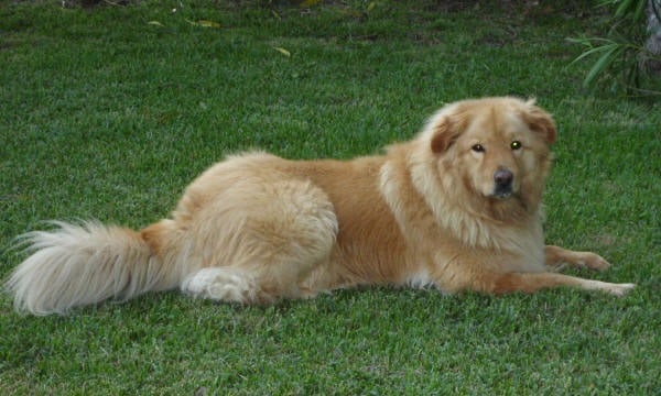 Golden-Retriever-Chow-Mix