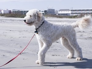 Golden-Retriever-Poodle-Mix