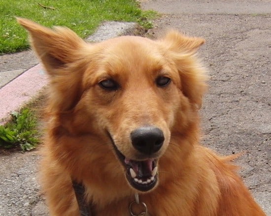 Golden-Retriever-and-Chow-Chow-1