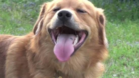 Golden-Retriever-and-Chow-Chow-5