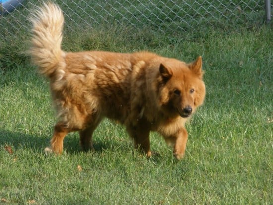 Golden-Retriever-and-Chow-Chow