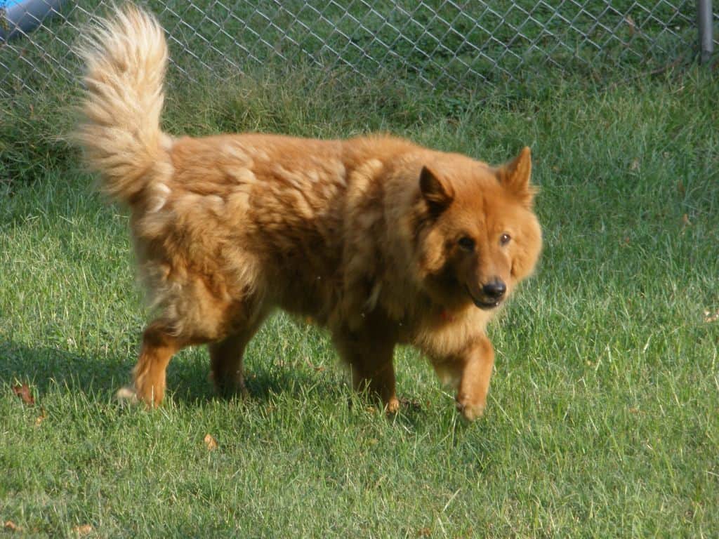 golden chow mix