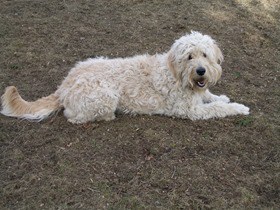 Goldendoodle Computer Background