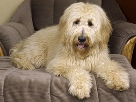 Goldendoodle desktop wallpaper