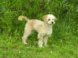 Miniature Goldendoodle