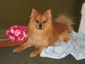 Pomchi-Mix