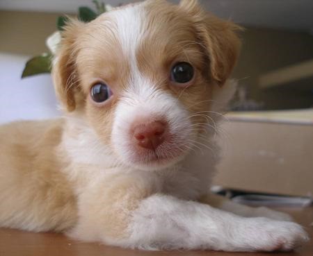 Pomeranian-Chihuahua-Puppy-Mix