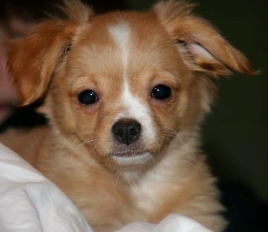 Pomchi Pomeranian And Chihuahua Mix Spockthedog Com