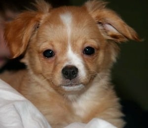 chiwawa-pomeranian-mix