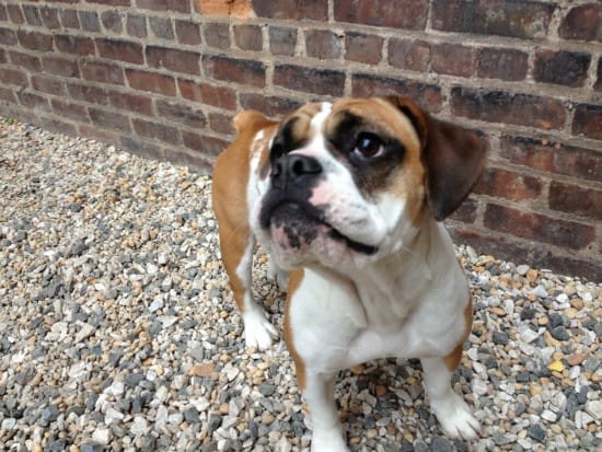 Beagle and Bulldog Mix