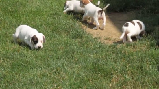 Beabull Puppies Running