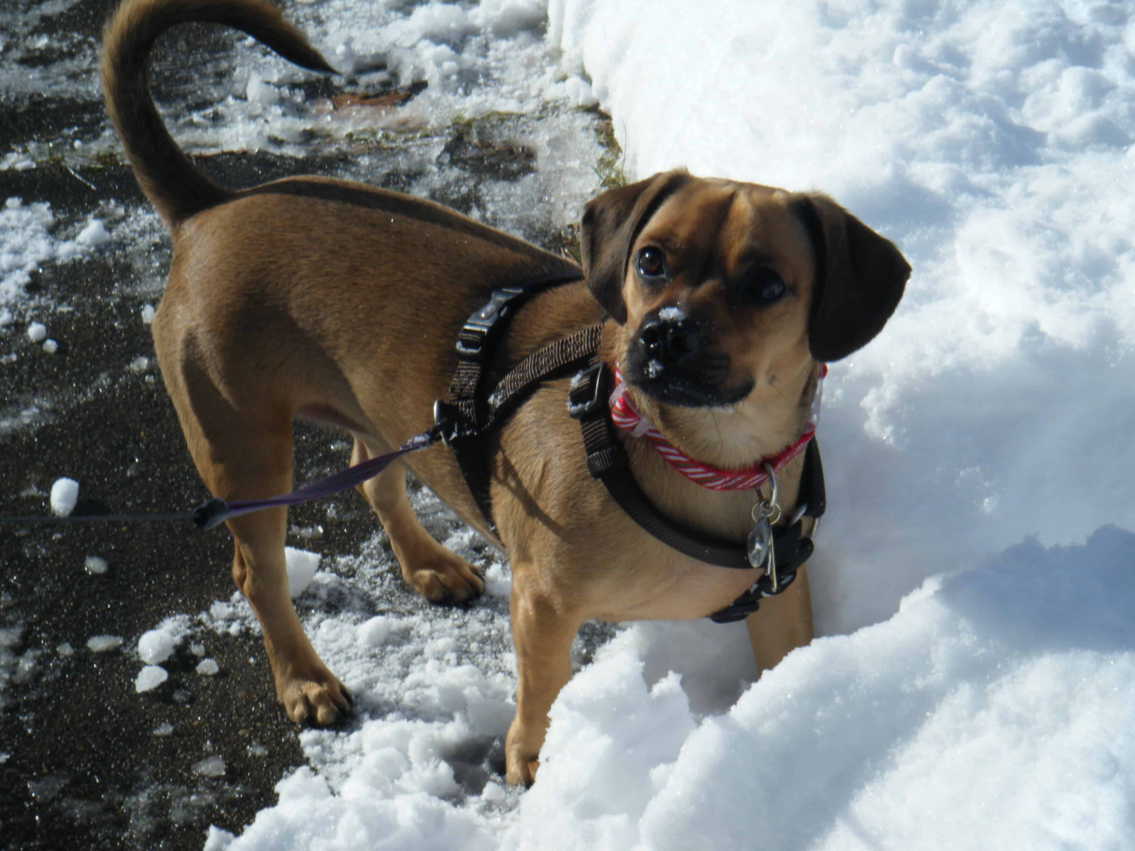 pug dachshund mix puppies for sale