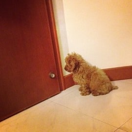 dog door waiting spockthedog bolting stop