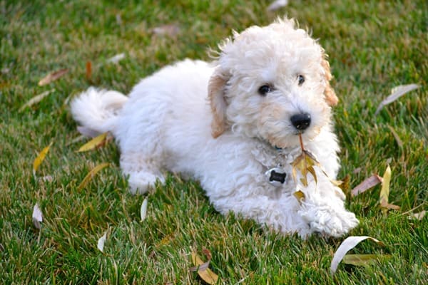 Australian-Labradoodle-Wallpaper