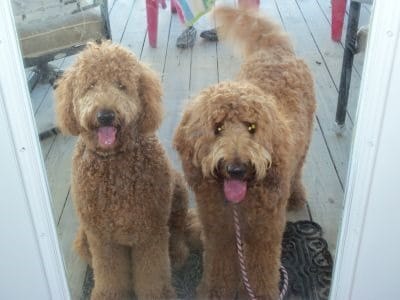 large poodle type dogs