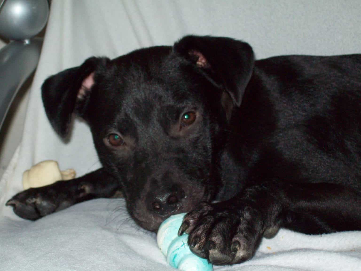 Labrabull (Pitador) Complete Guide - Labrador Retriever & American Pit ...