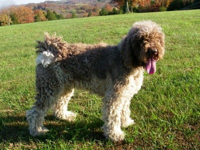 anatolian poodle mix